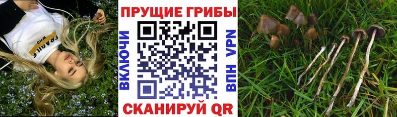 Псилоцибиновые грибы мухоморы  наркошоп  Сухиничи 